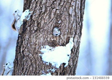 A Siberian flying squirrel emerges from its snowy burrow after sunset in a winter park in Hokkaido A Siberian flying squirrel emerges from its snowy burrow after sunset in a winter park in Hokkaido 131488339