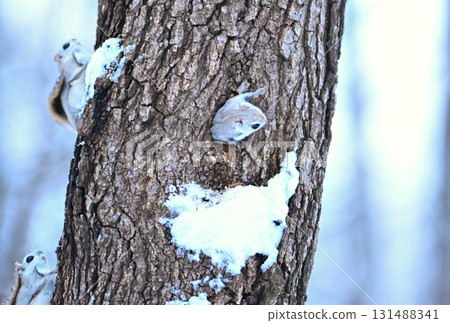 A Siberian flying squirrel emerges from its snowy burrow after sunset in a winter park in Hokkaido 131488341