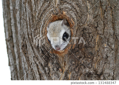 A Siberian flying squirrel emerges from a tree hole during the day in a winter park in Hokkaido A Siberian flying squirrel emerges from a tree hole during the day in a winter park in Hokkaido 131488347