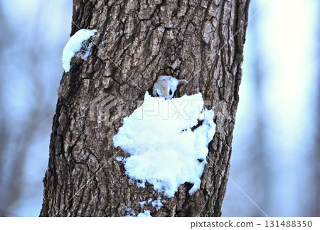 A Siberian flying squirrel pushes snow out of its burrow after sunset in a winter park in Hokkaido 131488350