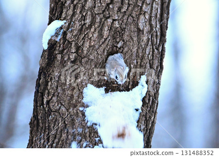 A Siberian flying squirrel pushes snow out of its burrow after sunset in a winter park in Hokkaido A Siberian flying squirrel pushes snow out of its burrow after sunset in a winter park in Hokkaido 131488352