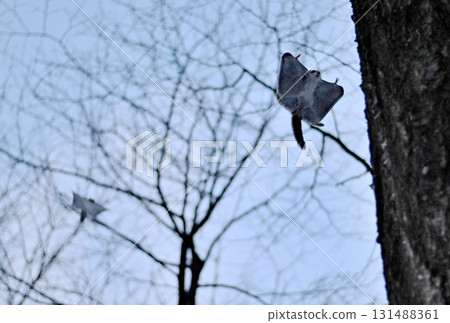 日落後，北海道一座冬季公園裡，兩隻西伯利亞飛鼠在樹林裡互相追逐 131488361