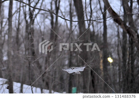 A Siberian flying squirrel flies through the trees after sunset in a winter park in Hokkaido 131488376