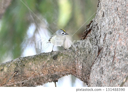 北海道冬季公園裡，一隻黃胸霸鶲棲息在樹枝上 131488390