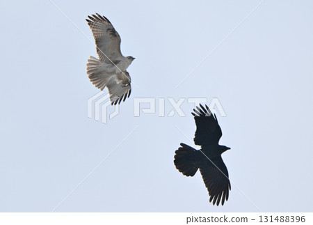 A buzzard attacks a crow in the winter sky of Hokkaido 131488396