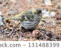 A female Eurasian siskin searching for food on the ground in a park in Hokkaido in winter 131488399