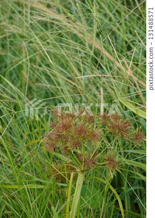 Cyperus flower ears Cyperus flower ears 131488571