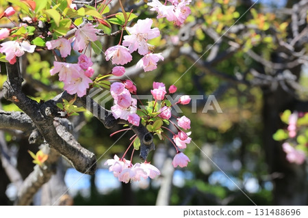 Close-up of a Japanese lantern flower Close-up of a Japanese lantern flower 131488696