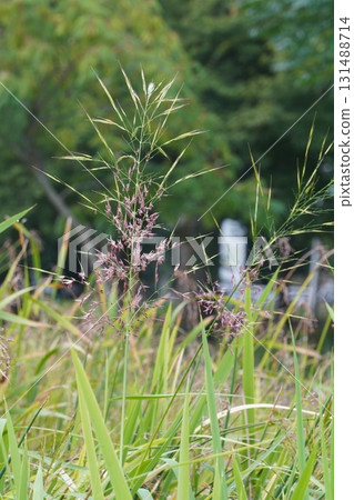 玉米花穗，2025年 131488714