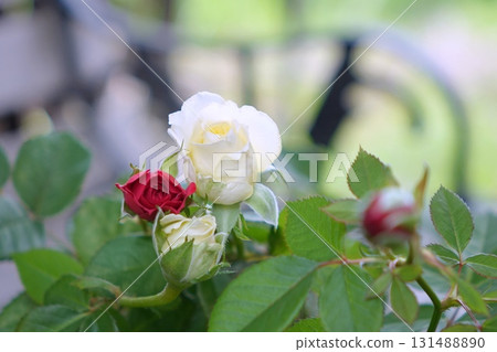roses on the bench 131488890