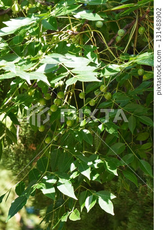 Young China tree fruit, 2025 Young China tree fruit, 2025 131488902