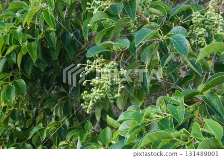 Young Ligustrum nigra fruit, September 2025 131489001