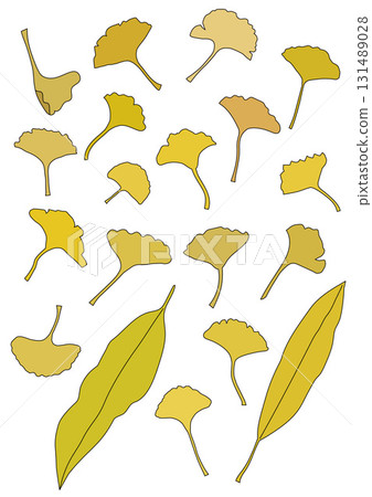 Yellow fallen leaves of ginkgo and Japanese yew 131489028