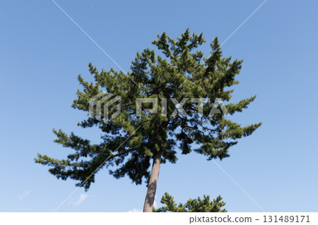 藍天映襯下的松樹 藍天映襯下的松樹 131489171