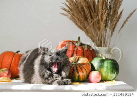Fluffy gray cat yawns widely, frighteningly on table among pumpkins, apples and dried plants in sunny room. Excellent for humorous and halloween content, highlighting playful pet in seasonal setting 131489184
