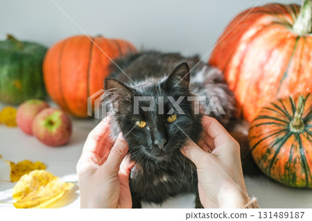Hands gently pet black cat with yellow eyes, lying on table next to pumpkins and apples. Great for showing affection, love for pets and cozy autumn feel 131489187