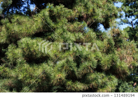 I look up at a pine tree 131489194