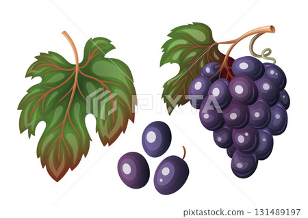 Set of grape bunch with berries and leaf in vector cartoon style. Purple and green autumn harvest element in food design. Great for Thanksgiving card or menu. Perfect for seasonal festive artwork. 131489197