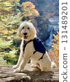 A large white dog sits in a valley with autumn leaves at their peak, with a waterfall in the background | Autumn trekking scenery 131489201