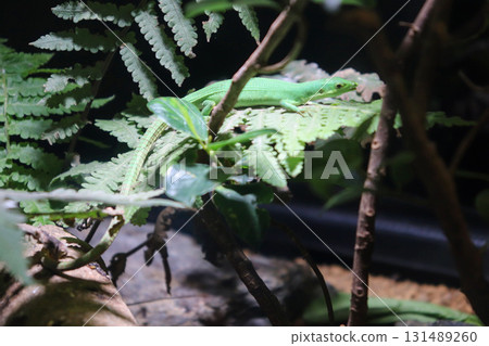 A blue lizard resting on a fern leaf 131489260