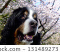 A smiling Bernese Mountain Dog with cherry blossoms in full bloom in the background - Spring scenery 131489273