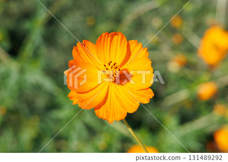 Cosmos in full bloom Cosmos in full bloom 131489292