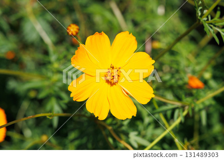 波斯菊盛開 波斯菊盛開 131489303