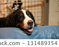 A smiling Bernese Mountain Dog relaxing with its face on the sofa 131489354