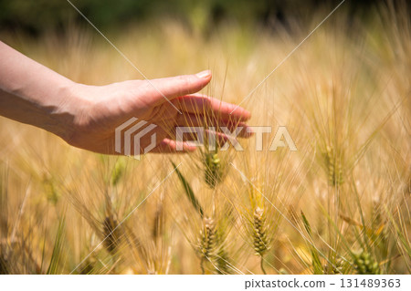The fruits and hands of the autumn barley field The fruits and hands of the autumn barley field 131489363