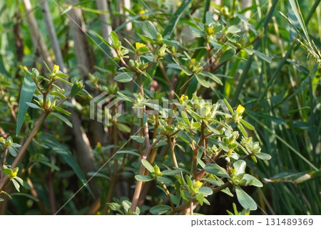 Purslane Flowers, September 2025 131489369