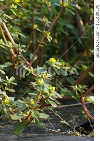Purslane Flowers, September 2025 Purslane Flowers, September 2025 131489370