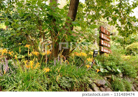 水仙花和資訊板 水仙花和資訊板 131489474