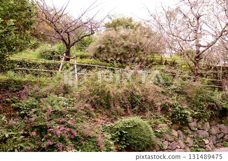 懸崖上盛開的萩花 懸崖上盛開的萩花 131489475