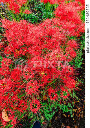cluster spider lilies growing in clusters 131489525