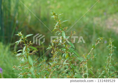 Polygonum sieboldii, September 2025 Polygonum sieboldii, September 2025 131489529