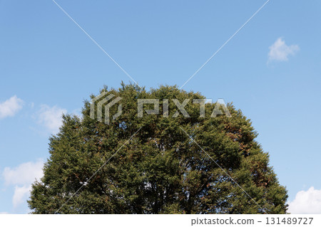 Blue sky and tree 131489727