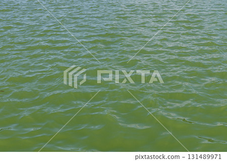 the surface of the swamp 131489971