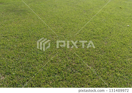 the surface of the swamp 131489972