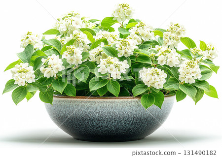 Potted beauty plant. Big Hydrangea bush in rustic pot with fleshy leaves and white flowers. Cottage garden. 131490182