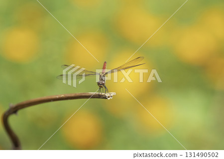 Flowers and red dragonflies blooming in the fields 131490502