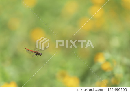 A red dragonfly flying in a flower field with yellow flowers 131490503