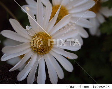 十一月盛開的白色雛菊 131490516