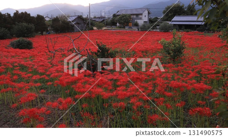 **[Autumn in Satoyama]** A cluster of red spider lilies (manjushage) spreading like a red carpet and a Japanese village 131490575