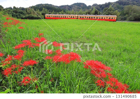 小湊鐵道“石上花田的彼岸花與火車” 131490685