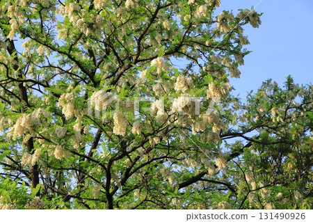 Harienju flowers and buds (black locust) Harienju flowers and buds (black locust) 131490926