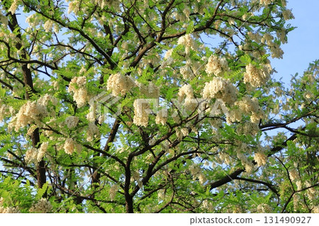 Harienju flowers and buds (black locust) Harienju flowers and buds (black locust) 131490927