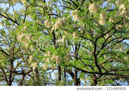 Harienju花和芽（刺槐） 131490928