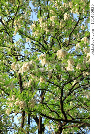 Harienju花和芽（刺槐） 131490929