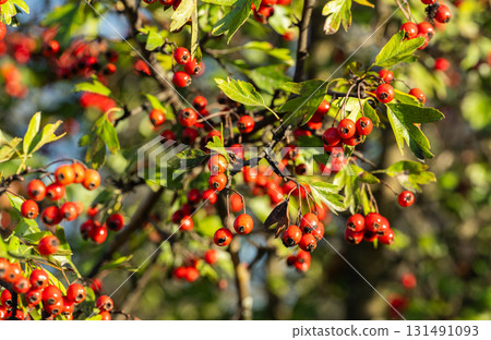 background of red hawthorn berries background of red hawthorn berries 131491093