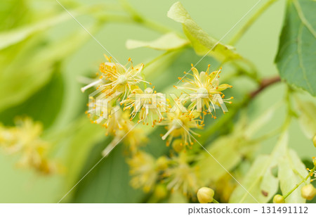 fresh linden flowers 131491112